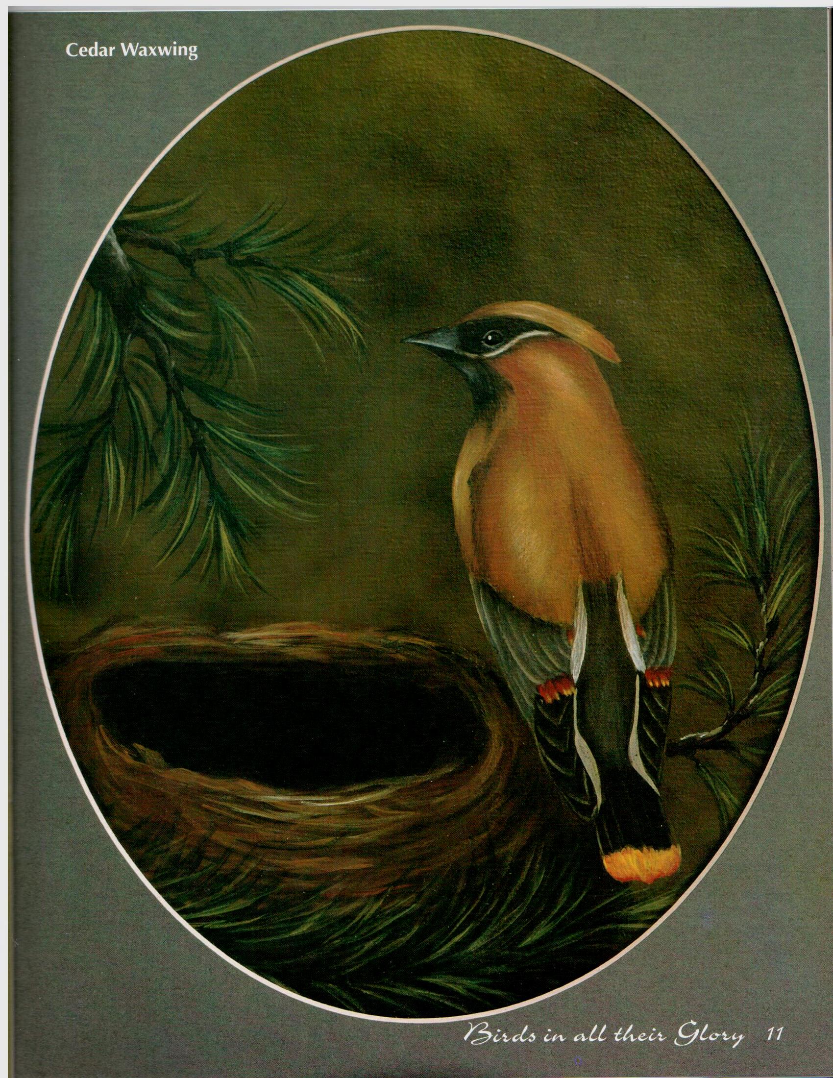 Birds In All Their Glory - Nancy Dale Kinney - OOP