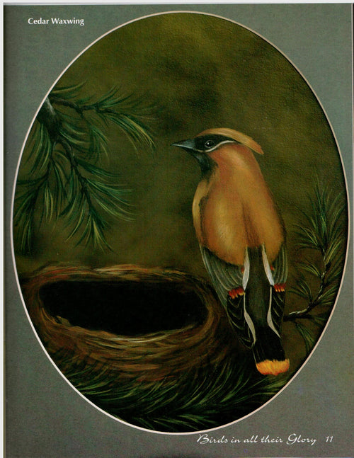 Birds In All Their Glory - Nancy Dale Kinney - OOP