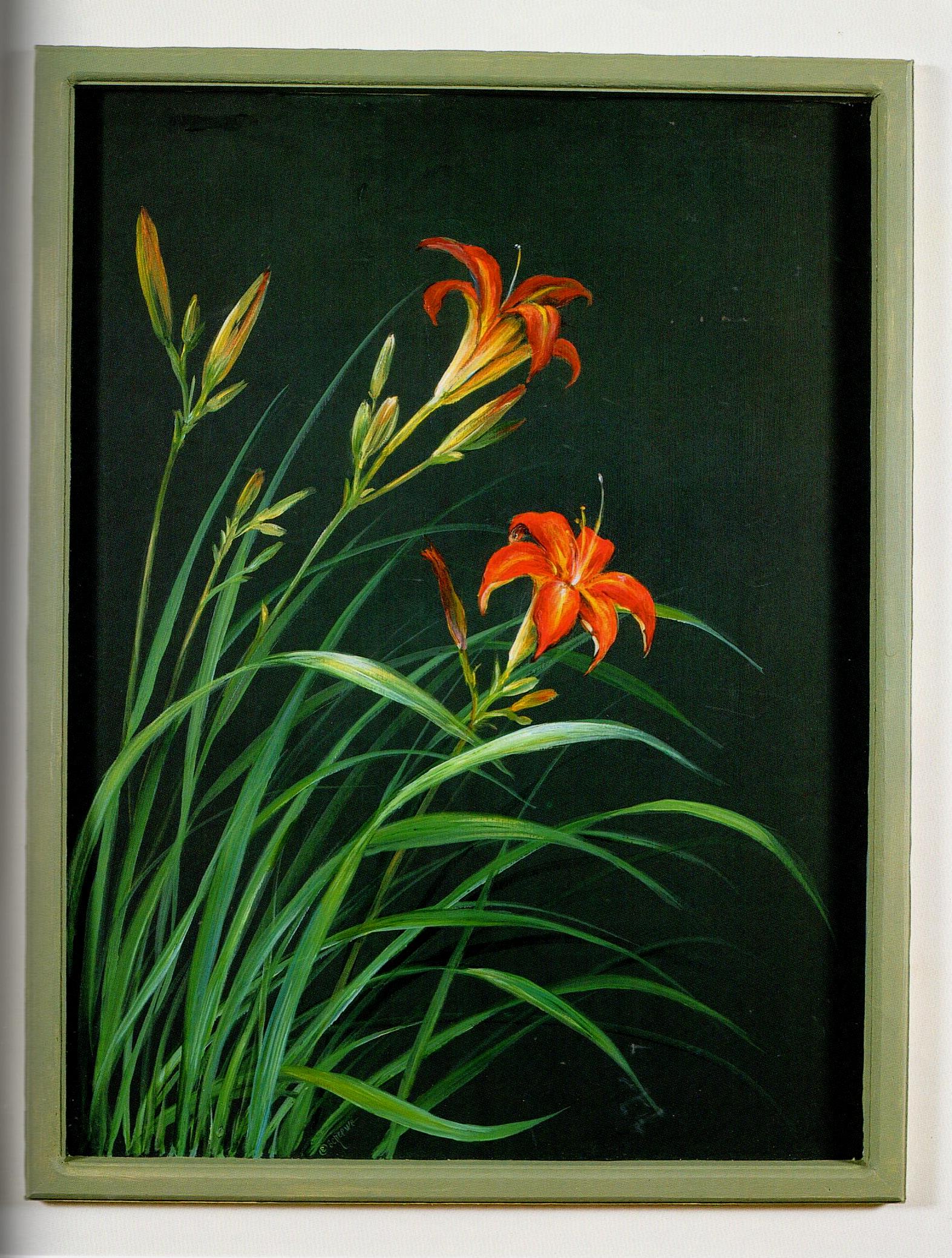 SHELFWORN: Echoes of Nature - Sue Scheewe-Brown - OOP