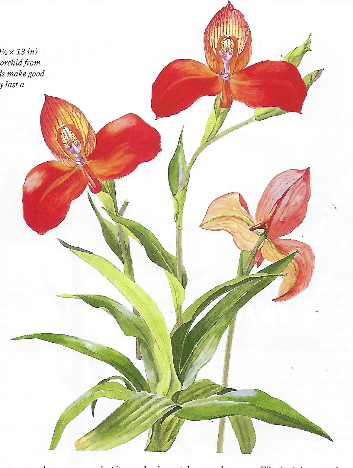 Flower Portraits in Watercolour - Elizabeth Conlon