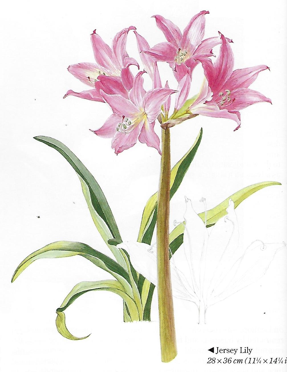 Flower Portraits in Watercolour - Elizabeth Conlon
