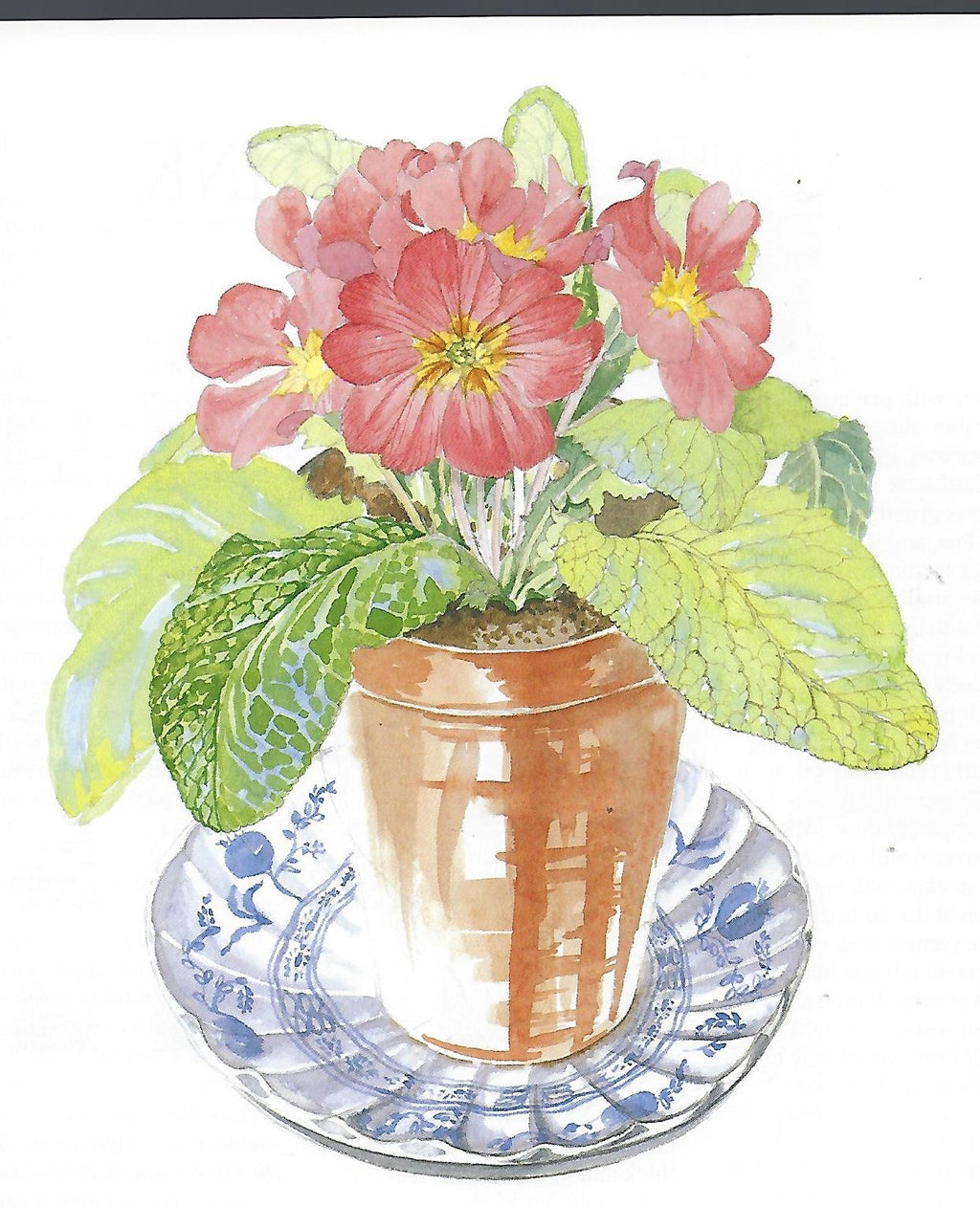 Flower Portraits in Watercolour - Elizabeth Conlon