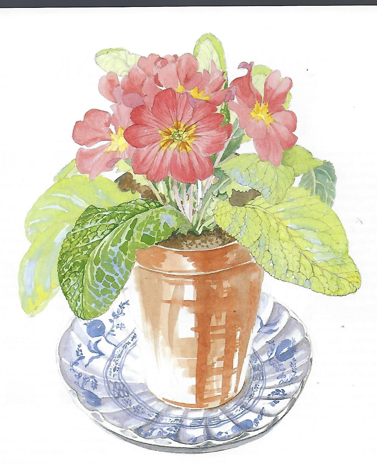 Flower Portraits in Watercolour - Elizabeth Conlon