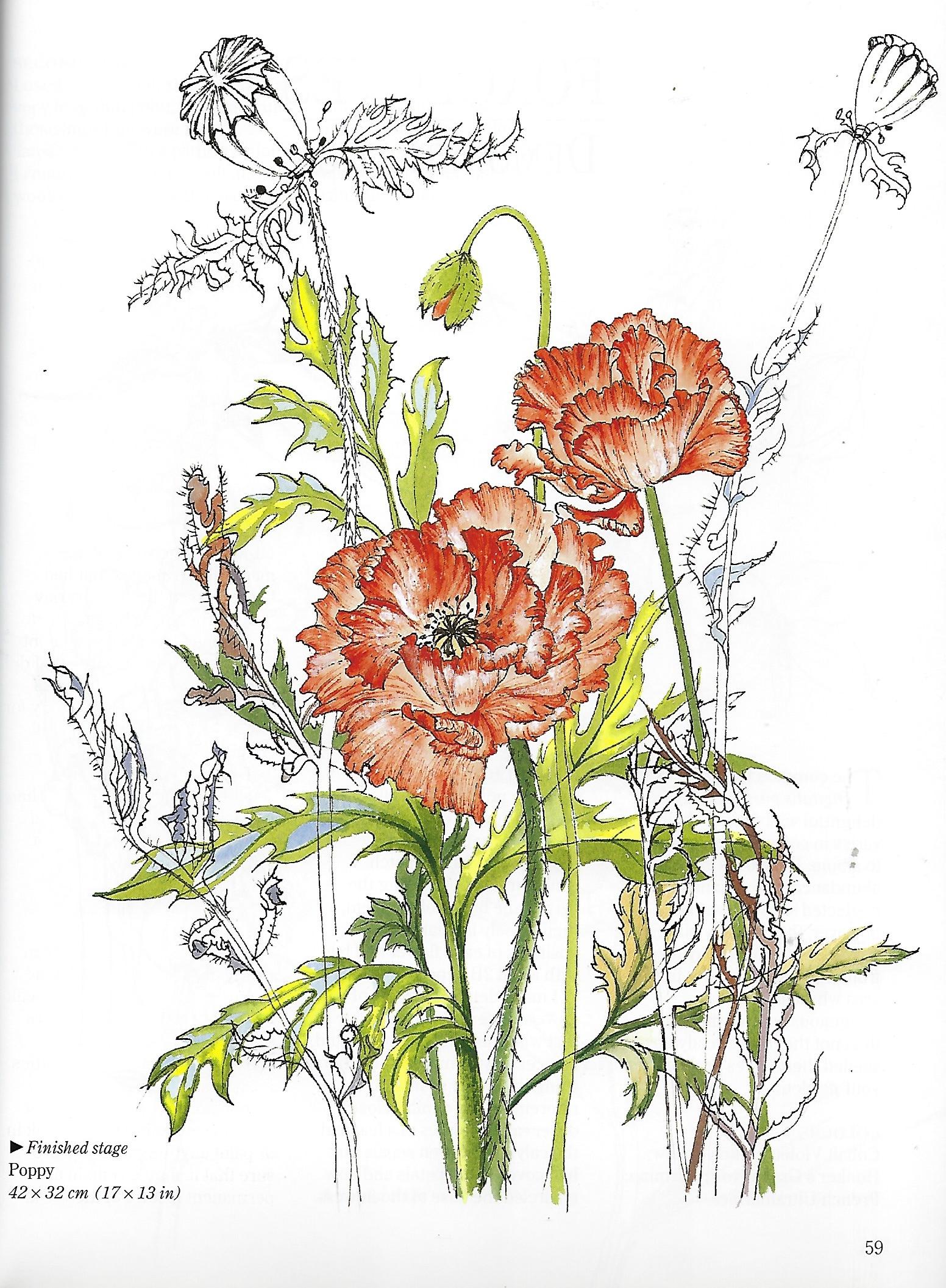 Flower Portraits in Watercolour - Elizabeth Conlon