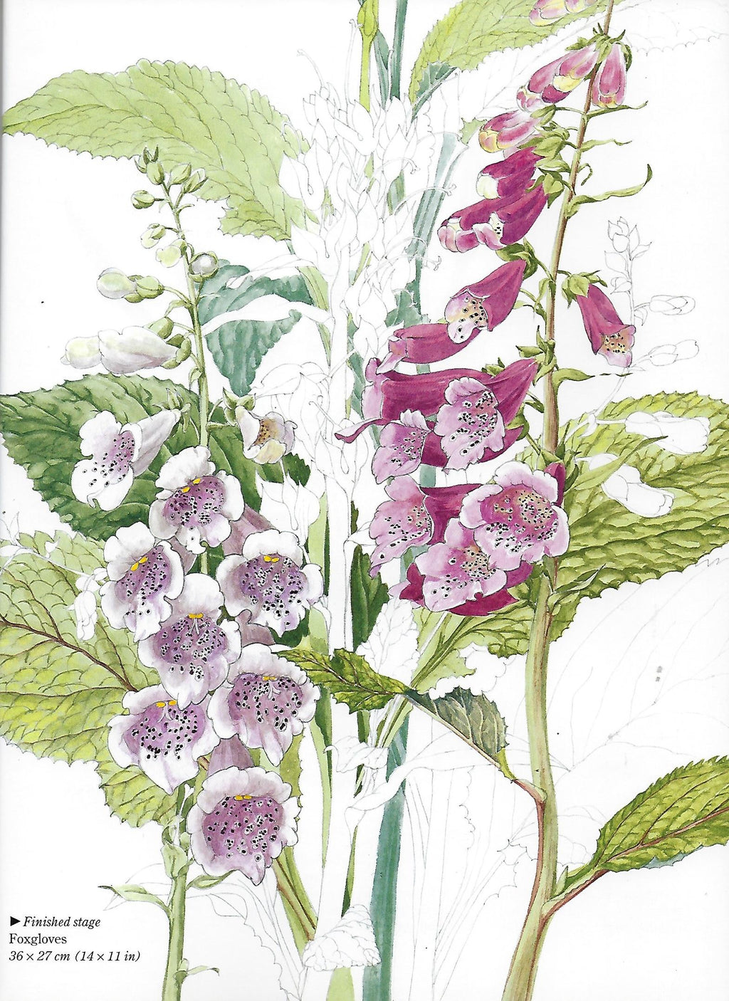 Flower Portraits in Watercolour - Elizabeth Conlon
