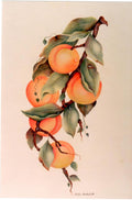 Leaf Study - Helen Cockshutt