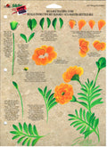 CLEARANCE:  Plaid One Stroke Reusable Teaching Guide 1023 Marigold/Gladiolus - Donna Dewberry