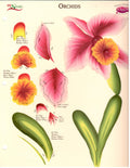 CLEARANCE: One Stroke Worksheet Orchids - Donna Dewberry