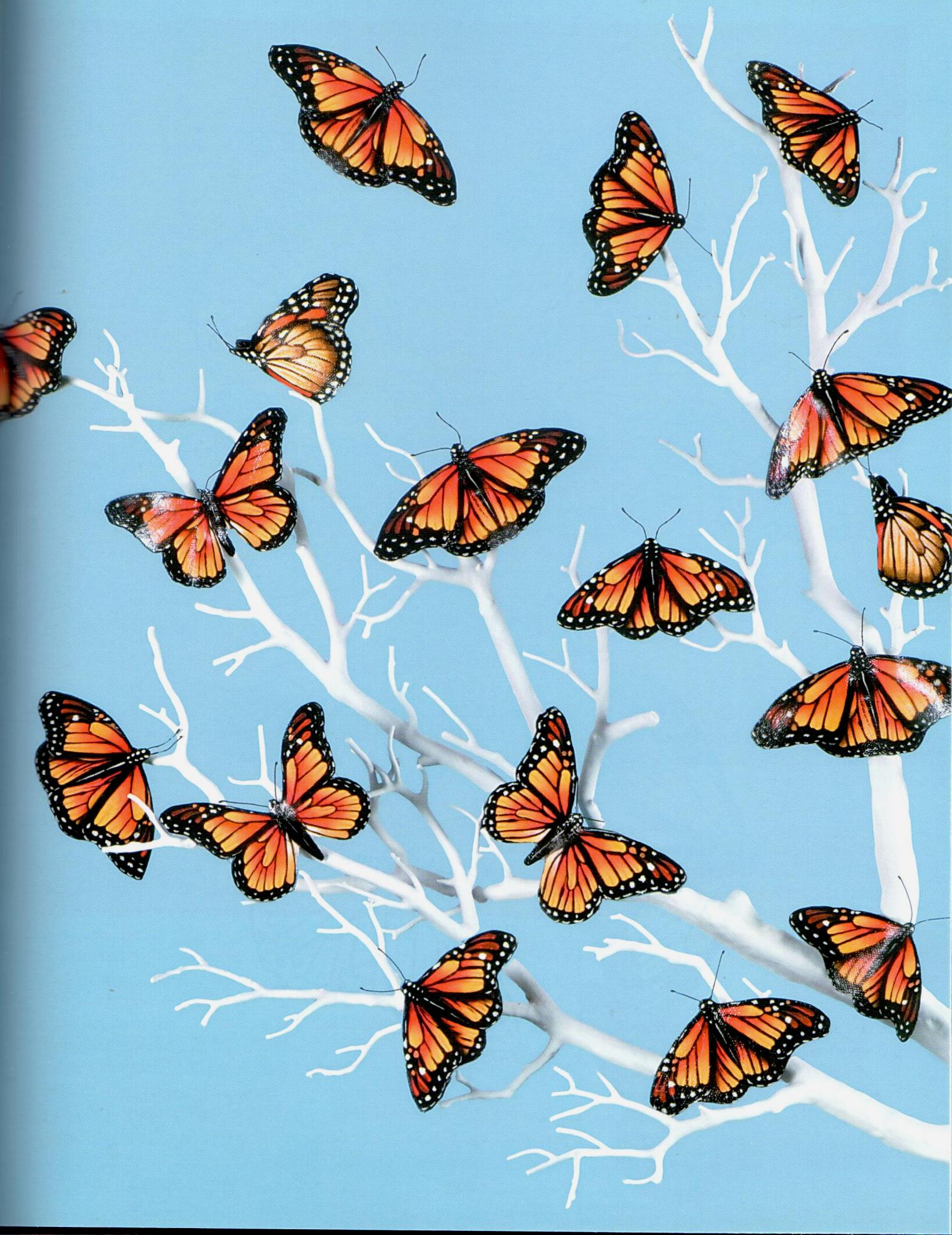Painted Butterflies - Leisure Arts