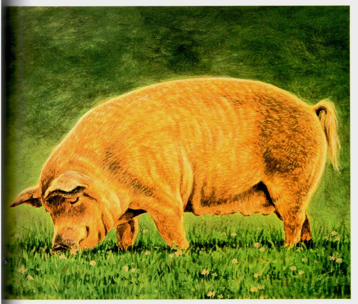 Painting Animal Friends - Jeanne Filler Scott