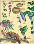 CLEARANCE:  Plaid One Stroke Worksheet Hummingbird & Nest