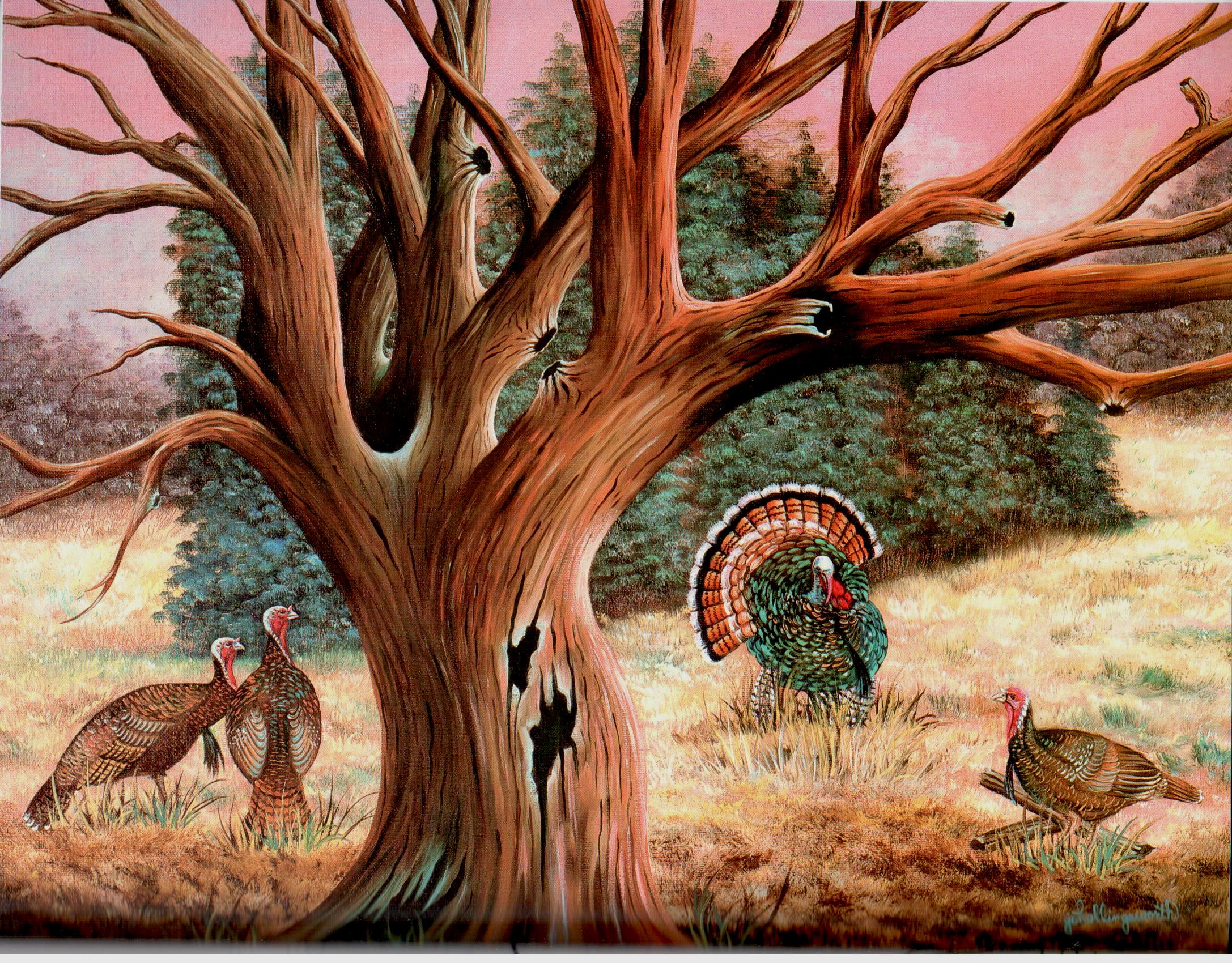 The Heart of Nature - Jo Hollingsworth - OOP