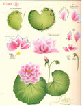 CLEARANCE: One Stroke Worksheet Water Lily & Hyacinth - Donna Dewberry