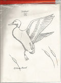 Mallard - Trudy Beard (no photo)