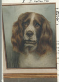 Springer Spaniel - Vi Thurmond # 19