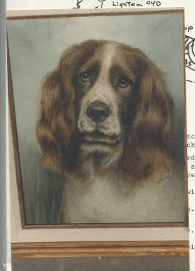 Springer Spaniel - Vi Thurmond # 19