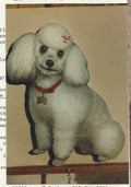 White Poodle (left) - Vi Thurmond CO2