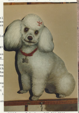 White Poodle (left) - Vi Thurmond CO2