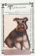 Rudy,the schnauzer - Vi Thurmond CO7