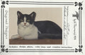 Socks, Black and White Cat - Vi Thurmond CO10