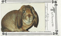 French Lop Bunny - Vi Thurmond CO13