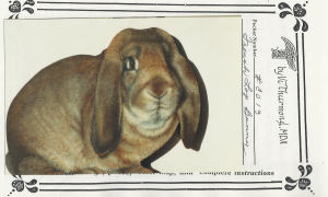 French Lop Bunny - Vi Thurmond CO13