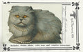 Blue Cream Persian - Vi Thurmond CO16