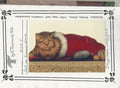 Cat in Xmas Sock - Vi Thurmond ACR5