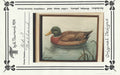 Mallard- Vi Thurmond ACR13