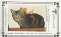 Coon Kitty - Vi Thurmond ACR14