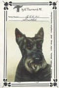 Scottie - Vi Thurmond ACR21