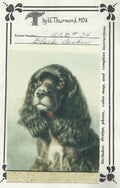 Black Cocker - Vi Thurmond ACR34