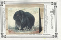 Black Mini Lop - Vi Thurmond ACR35