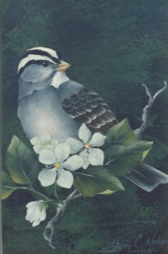 The White Crowned Sparrow - Sherry Nelson