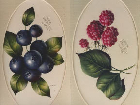 Raspberries and Blueberries - Deanne Fortnam