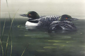 The Common Loon - Sherry C Nelson